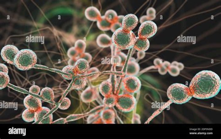 Is Candida a fungus or yeast?
