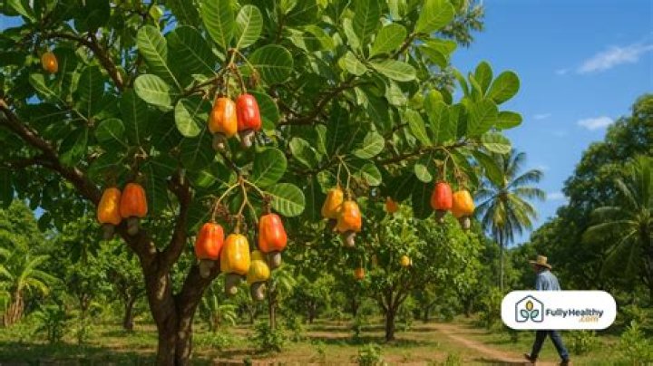 Is cashew false fruit?