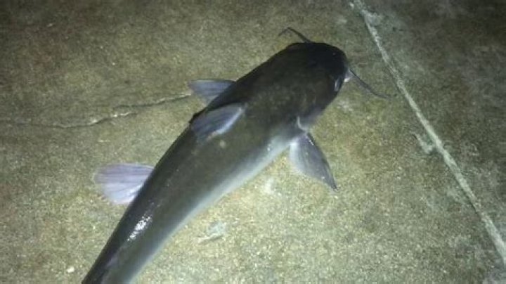 Is catfish safe to eat?