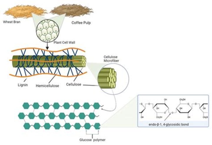 Is cellulose safe to consume?