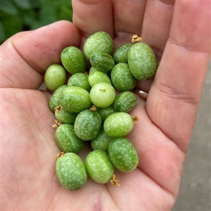 Is cucumber a berry?