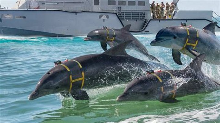Is dolphin training cruel?