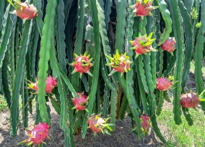 Is dragon fruit a tree?