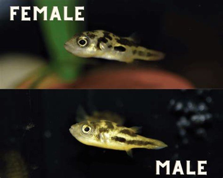 Is Dymphna a male or female name?