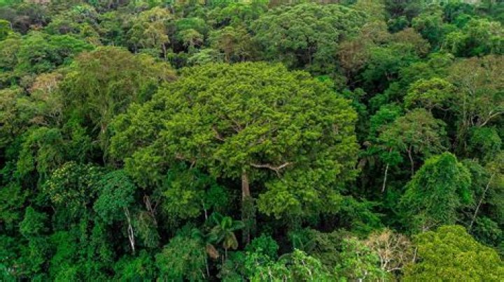 Is Florida a rainforest?