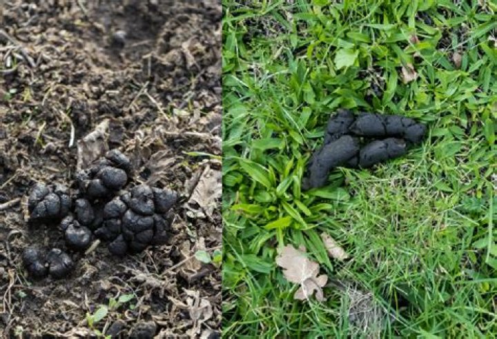 Is fox poop toxic to dogs?