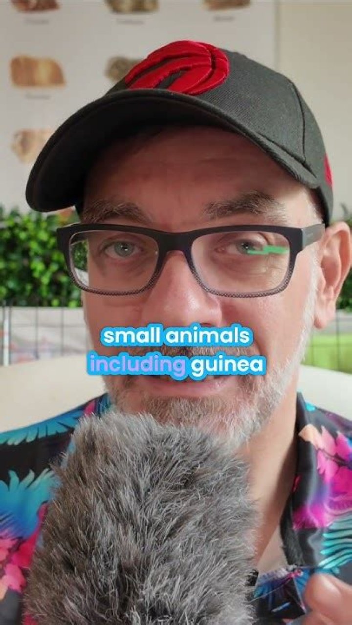 Is guinea pig poop toxic to humans?