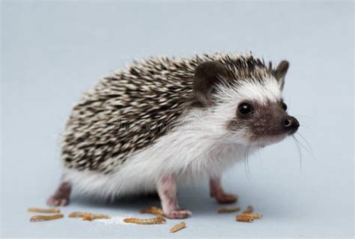 Is hedgehog a rodent?