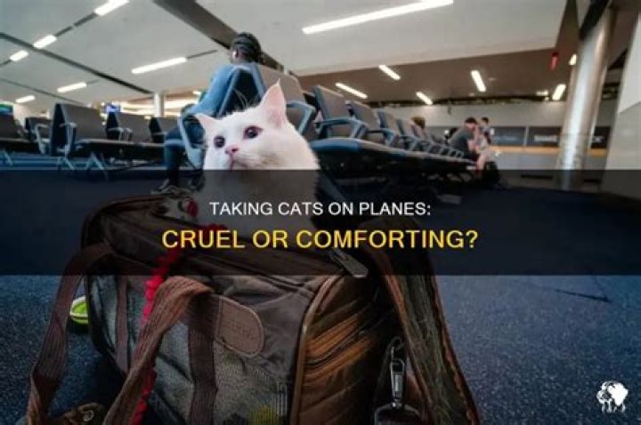Is it cruel to take a cat on a plane?