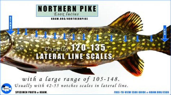 Is it legal to eat kangaroo in the US?