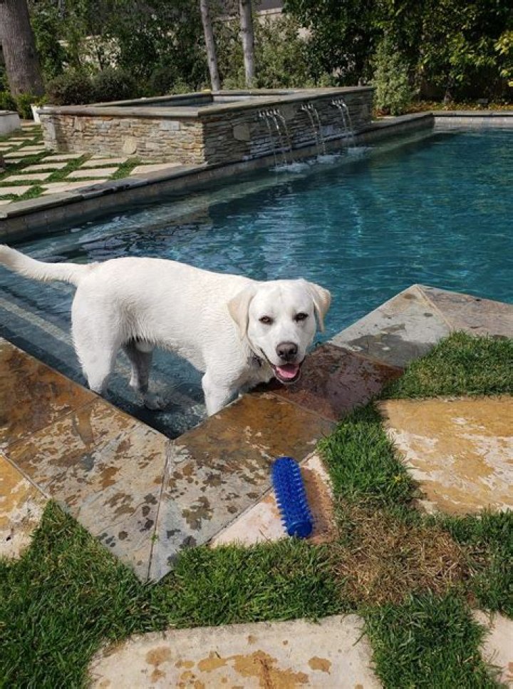 Is it OK for dogs to drink pool water?