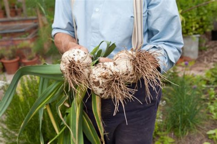Is it OK to store garlic and onions together?