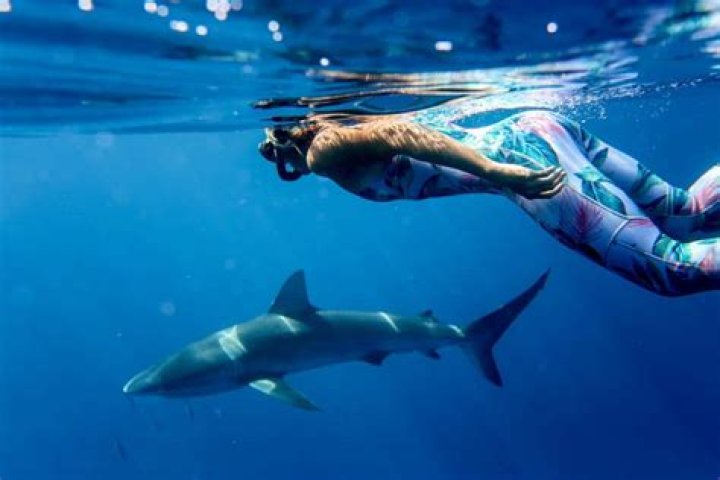 Is it safe to swim with sharks?