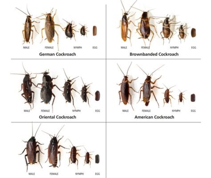 Is it true if you see one roach there are more?