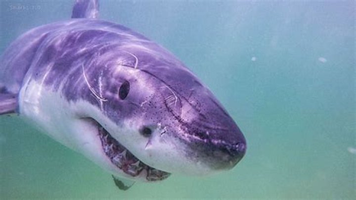 Is it true that if you punch a shark?
