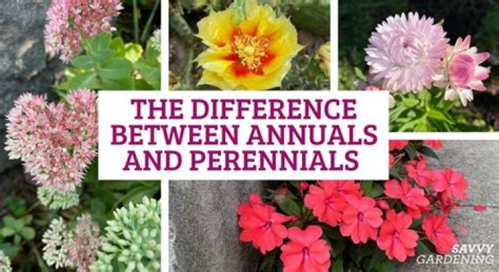 Is ivy an annual or perennial?