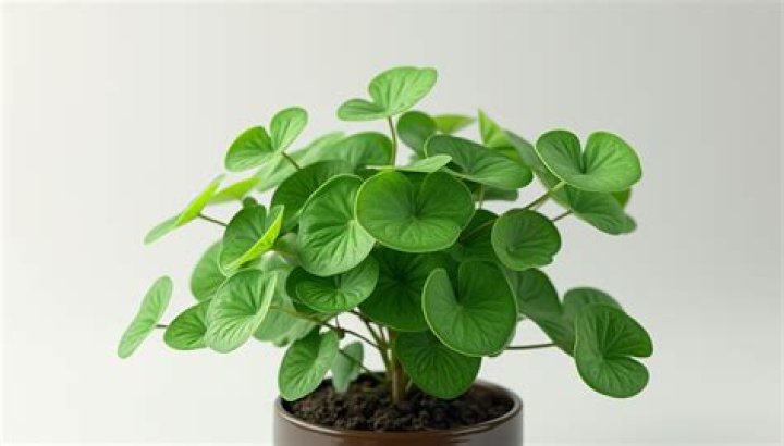 Is money plant good for home?