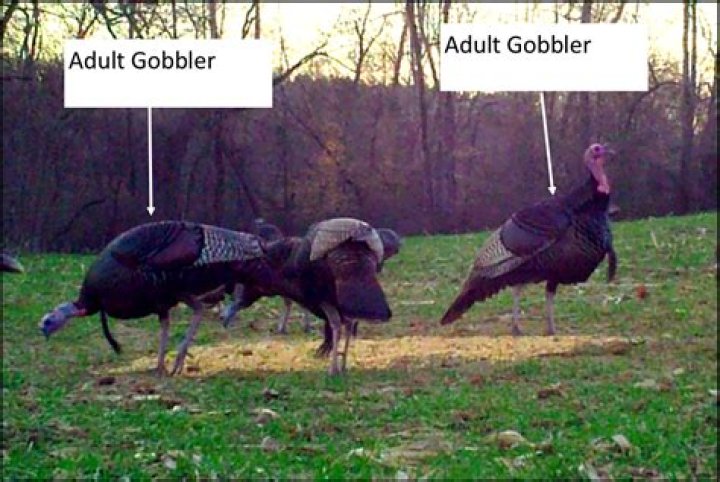 Is Mrs Coulter a gobbler?