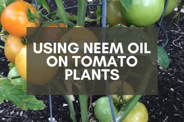 Is neem oil good for tomato plants?