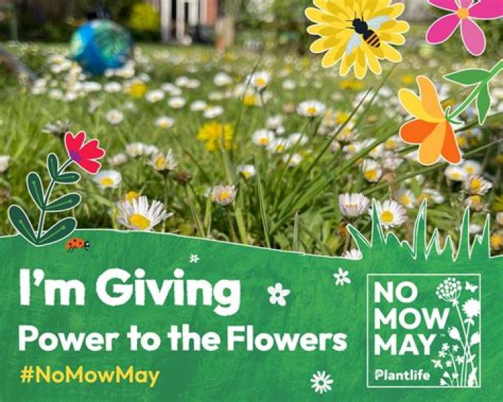 Is no mow May actually good?