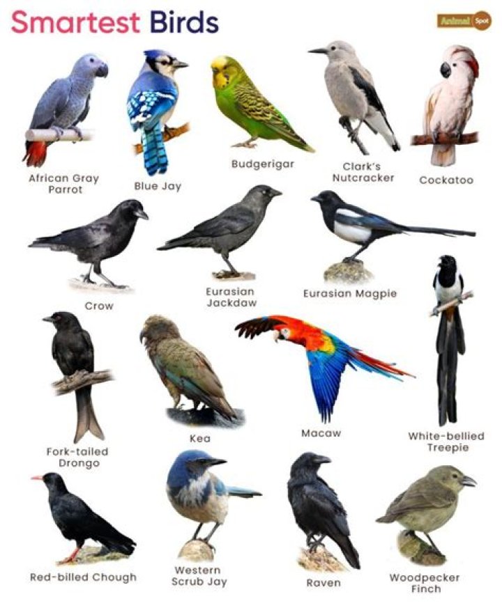 Is owl an intelligent bird?