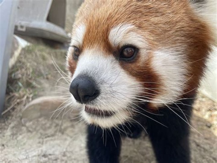 Is PABU a red panda?