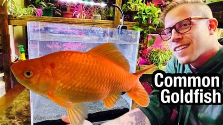 Is sand better for goldfish?