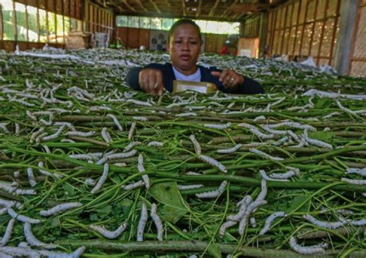 Is silkworm farming cruel?