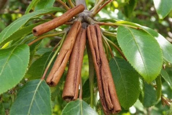 Is spice Island cinnamon Ceylon?
