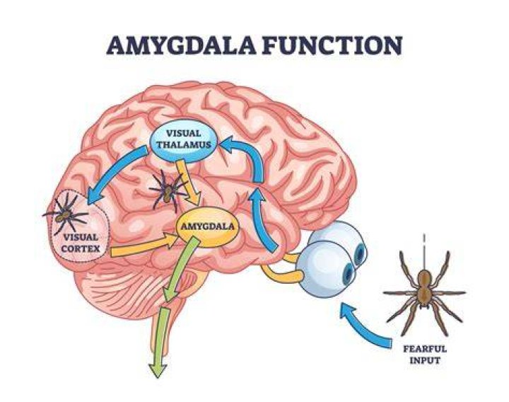 Is the midbrain an amygdala?