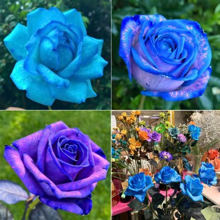 Is there a blue rose?