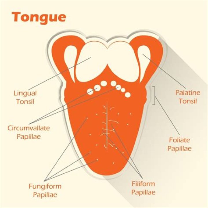 Is there hair on your tongue?