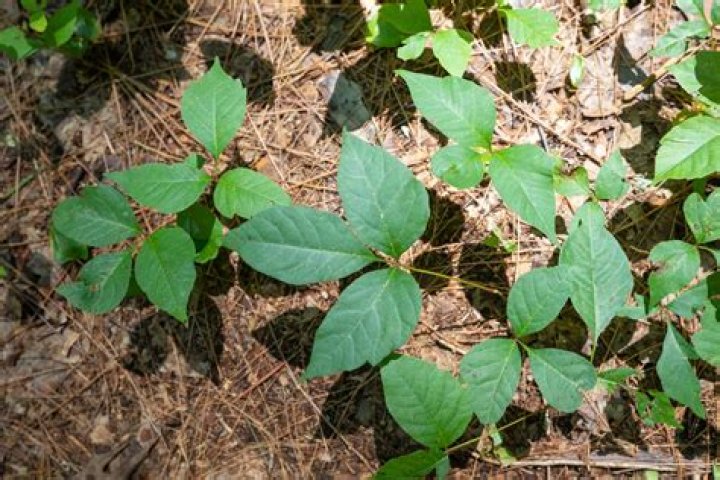 Is there poison ivy in Hawaii?