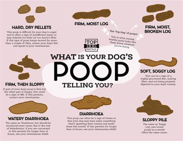 Is there poop in chitterlings?