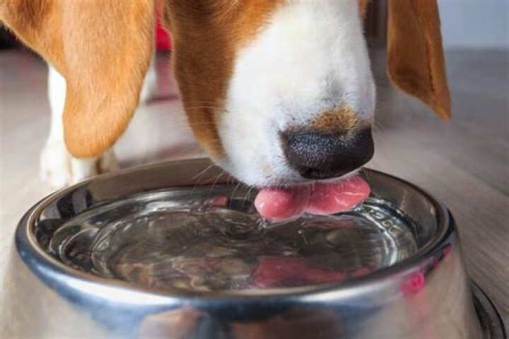 Should dogs have ice water?