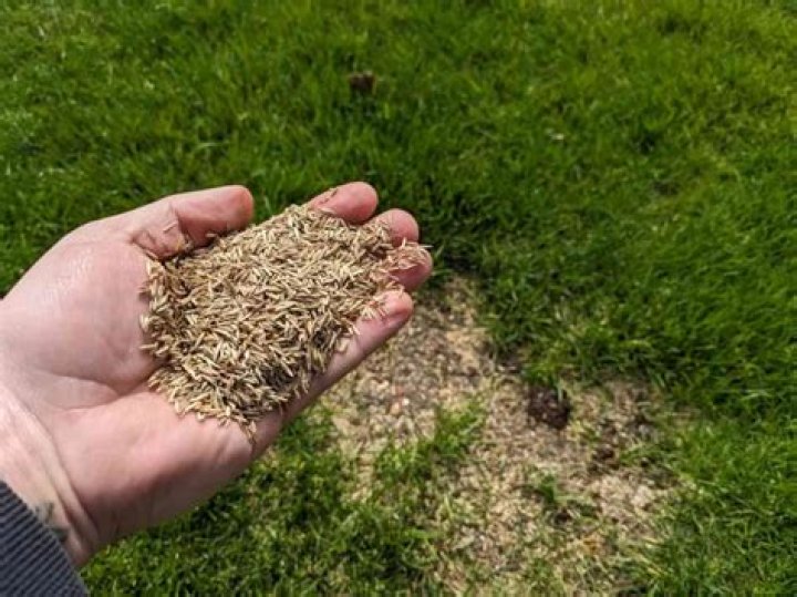 Should grass seed be raked in?