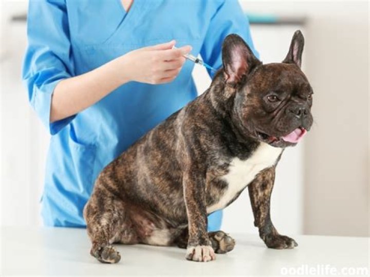 Should I be worried if my puppy bites me?