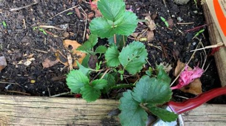 Should I cut leaves off strawberry plants?