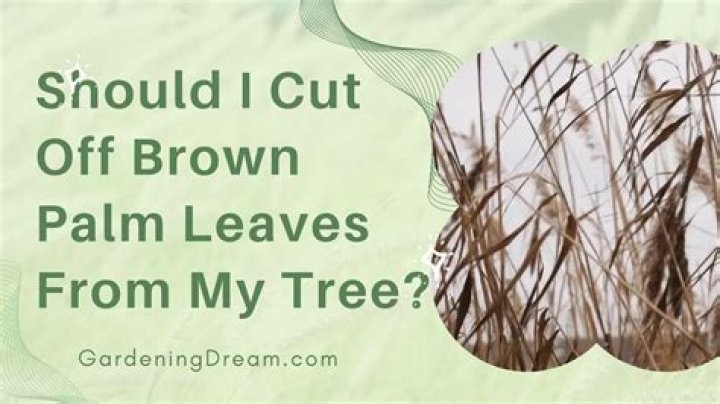 Should I cut off brown leaf tips?