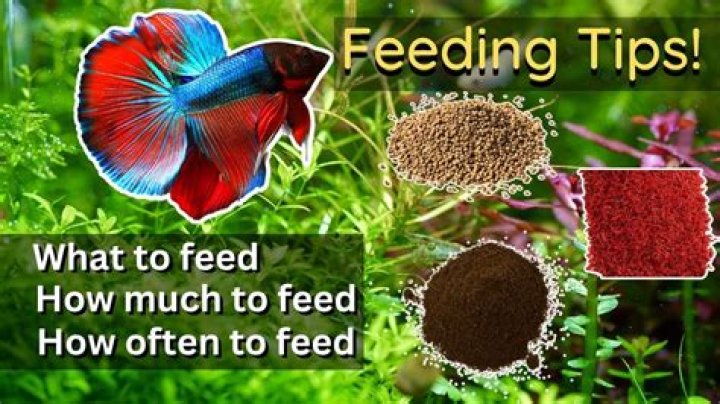 Should I feed my fish after a water change?