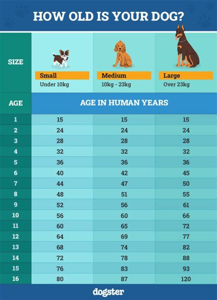 Should I get rid of my dog if he bit me?