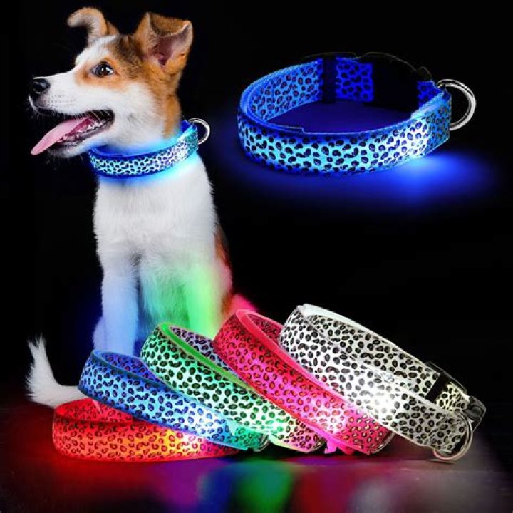 Should I leave a light on at night for my dog?