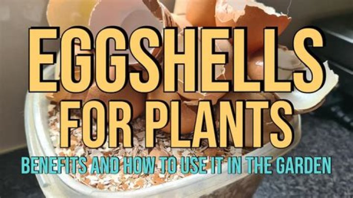 Should I put eggshells in my garden?