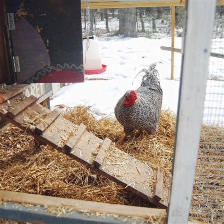 Should I put straw in my chicken coop in winter?