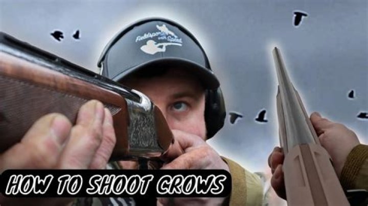 Should I shoot crows?