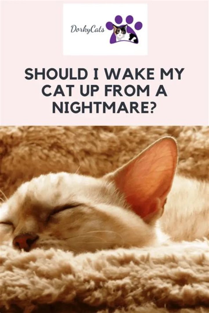 Should I wake my cat up from a nightmare?