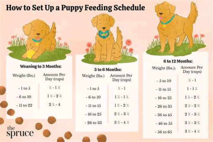 Should my puppy be house trained at 4 months?