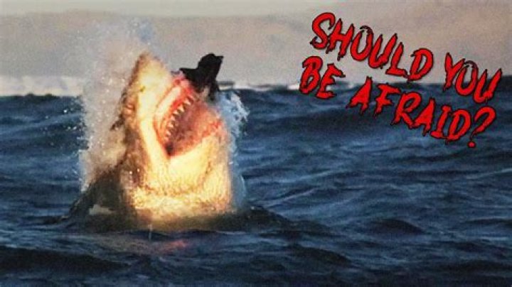 Should you be afraid of sharks?