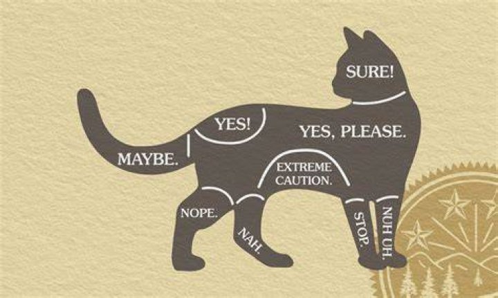 Should you pet a cat's belly?