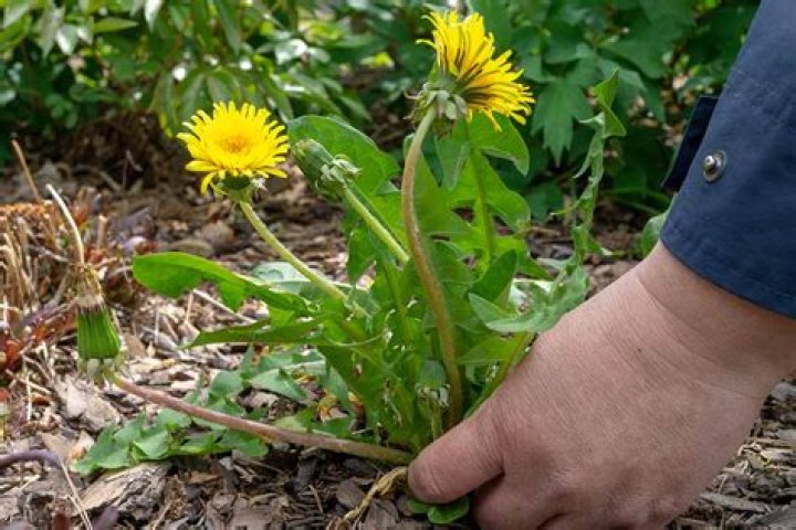 Should you pull dandelions?